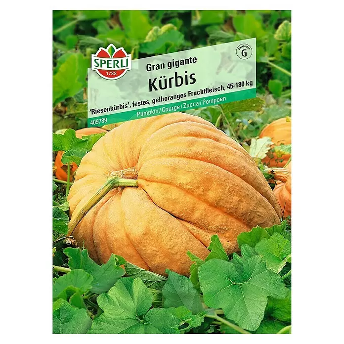 Sperli Gemüsesamen Riesenkürbis - Gran Gigante, Cucurbita maxima, Erntezeit: September - Vorderansicht