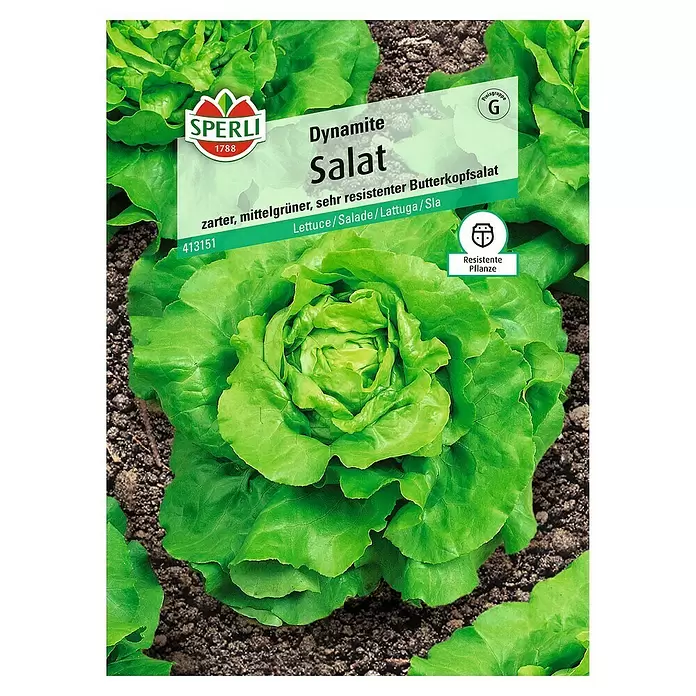 Sperli Salatsamen Kopfsalat - Dynamite, Lactuca sativa - Vorderansicht