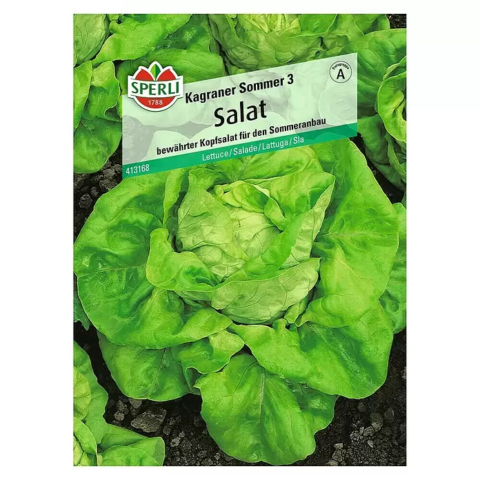 Sperli Salatsamen Kopfsalat - Kagraner Sommer 3, Lactuca sativa, Erntezeit: Juni - Vorderansicht