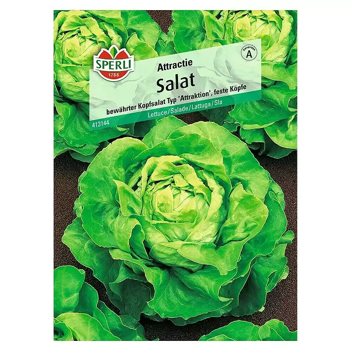 Sperli Salatsamen Kopfsalat - Attractie, Lactuca sativa, Erntezeit: Juni - Vorderansicht
