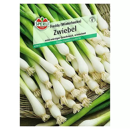 Sperli  Gemüsesamen Zwiebel