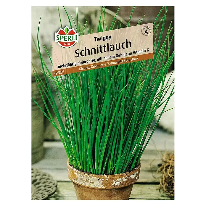 Sperli Kräutersamen Schnittlauch - Twiggy, Allium schoenoprasum, Saatzeit: April, Erntezeit: Ganzjährig - Vorderansicht