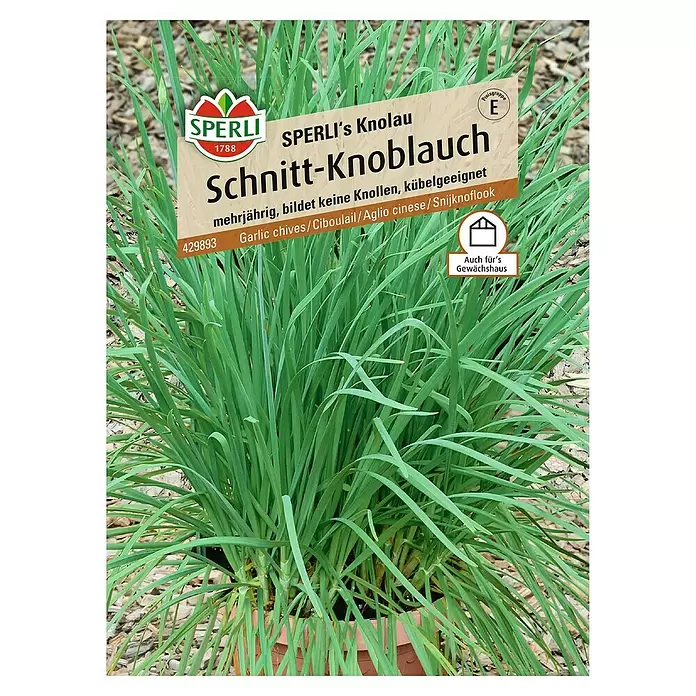 Sperli Kräutersamen Schnitt-Knoblauch - Allium tuberosum, Saatzeit: April - Vorderansicht