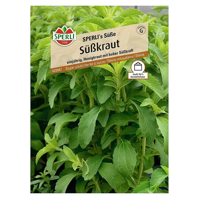 Sperli Blumensamen Süßkraut - Stevia rebaudiana - Vorderansicht