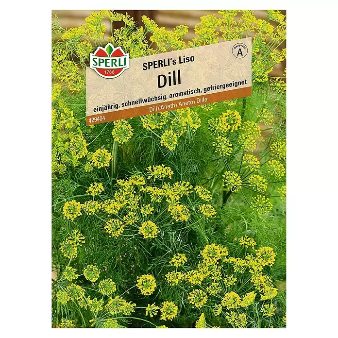 Sperli Kräutersamen Dill - Sperli's Liso, Anethum graveolens var. hortorum, Saatzeit: März, Erntezeit: Juni - Vorderansicht