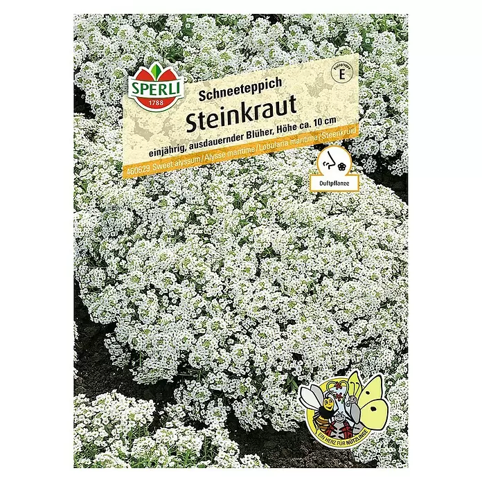 Sperli Blumensamen Steinkraut - Lobularia maritima, Blütezeit: Juni - Vorderansicht