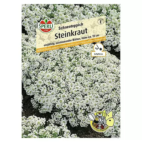 Sperli  Blumensamen Steinkraut