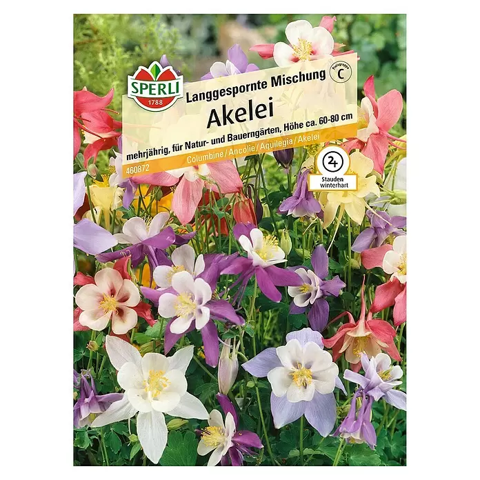 Sperli Blumensamen Akelei - Aquilegia vulgaris, Blütezeit: Mai - Vorderansicht