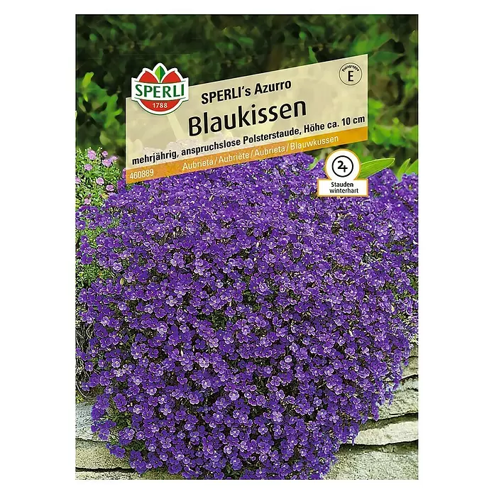 Sperli Blumensamen Blaukissen - Aubrieta x Hybrida, Blütezeit: März - Vorderansicht