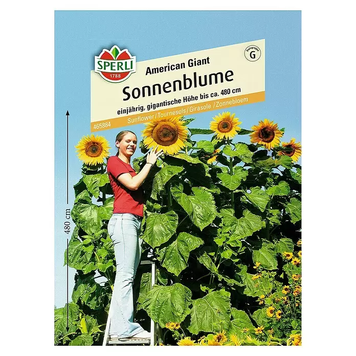 Sperli Blumensamen Sonnenblume - American Giant, Helianthus annuus, Blütezeit: August - Vorderansicht