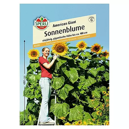 Sperli  Blumensamen Sonnenblume