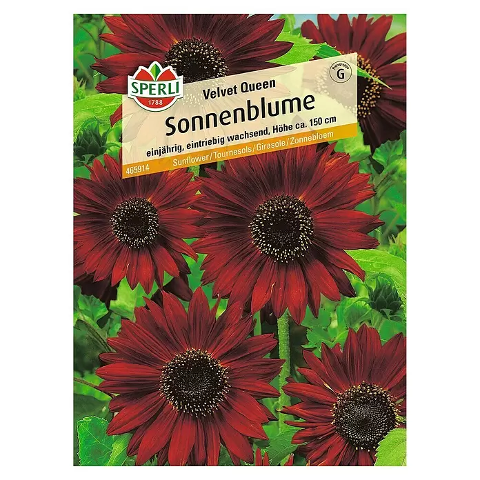 Sperli Blumensamen Sonnenblume - Velvet Queen, Helianthus annuus, Blütezeit: Juli - Vorderansicht