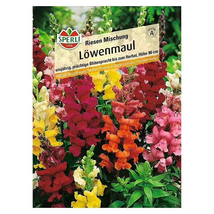 Sperli Blumensamen Löwenmäulchen - Riesen Mischung, Antirrhinum majus, Blütezeit: Juli - Vorderansicht