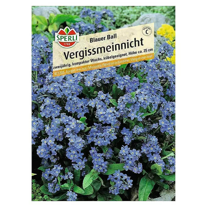 Sperli Blumensamen Vergissmeinnicht - Myosotis sylvatica, Blütezeit: März - Vorderansicht
