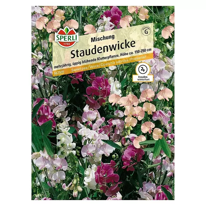 Sperli Blumensamen Staudenwicke - Lathyrus latifolius, Blütezeit: Juni - Vorderansicht