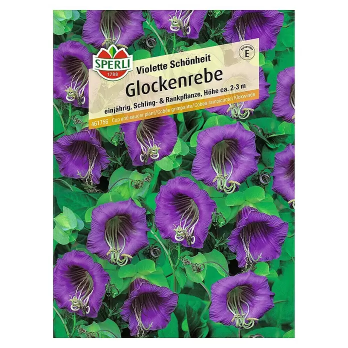 Sperli Blumensamen Glockenrebe - Cobaea scandens, Lila - Vorderansicht