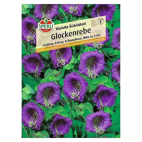 Sperli  Blumensamen Glockenrebe