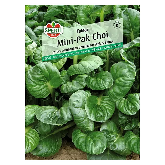 Sperli Gemüsesamen Pak Choi - Brassica campestris, Erntezeit: August - Vorderansicht