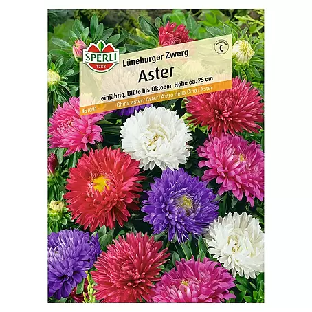 Sperli  Blumensamen Aster