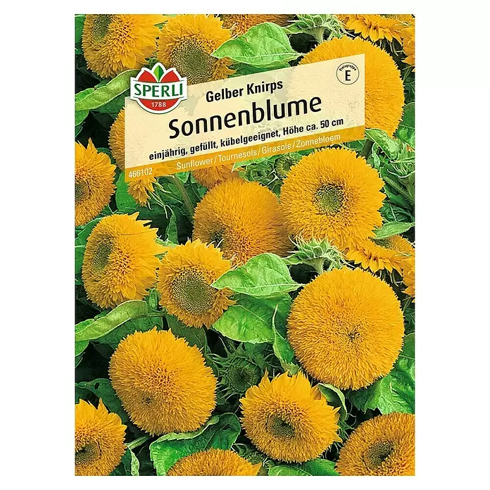 Sperli Blumensamen Sonnenblume - Gelber Knirps, Helianthus annuus, Blütezeit: August - Vorderansicht