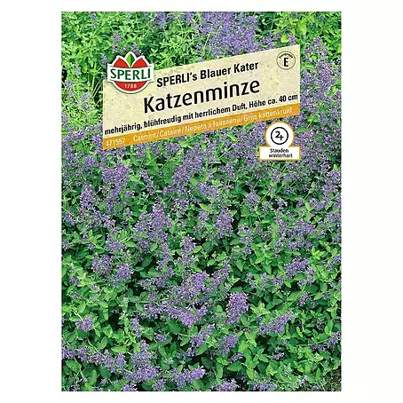 Sperli  Blumensamen Katzenminze