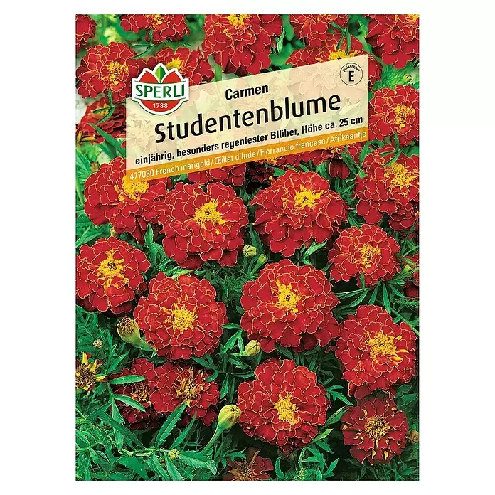 Sperli Blumensamen Studentenblume - Tagetes patula, Rot - Vorderansicht