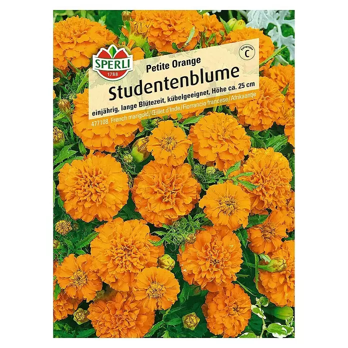 Sperli Blumensamen Studentenblume - Tagetes patula, Gelb-Orange - Vorderansicht