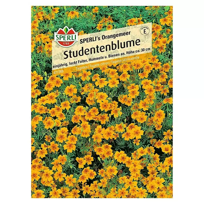 Sperli Blumensamen Studentenblume - Tagetes tenuifolia, Gelb-Orange - Vorderansicht