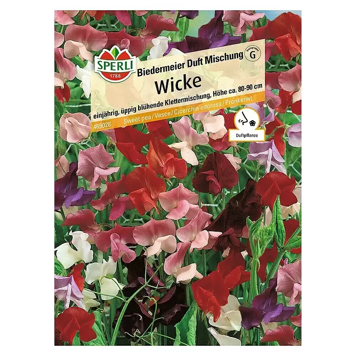 Sperli Blumensamen Wicke - Lathyrus latifolius, Mehrfarbig - Vorderansicht