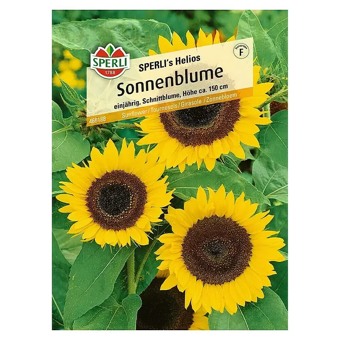 Sperli Blumensamen Sonnenblume - Helios, Helianthus annuus, Blütezeit: August - Vorderansicht