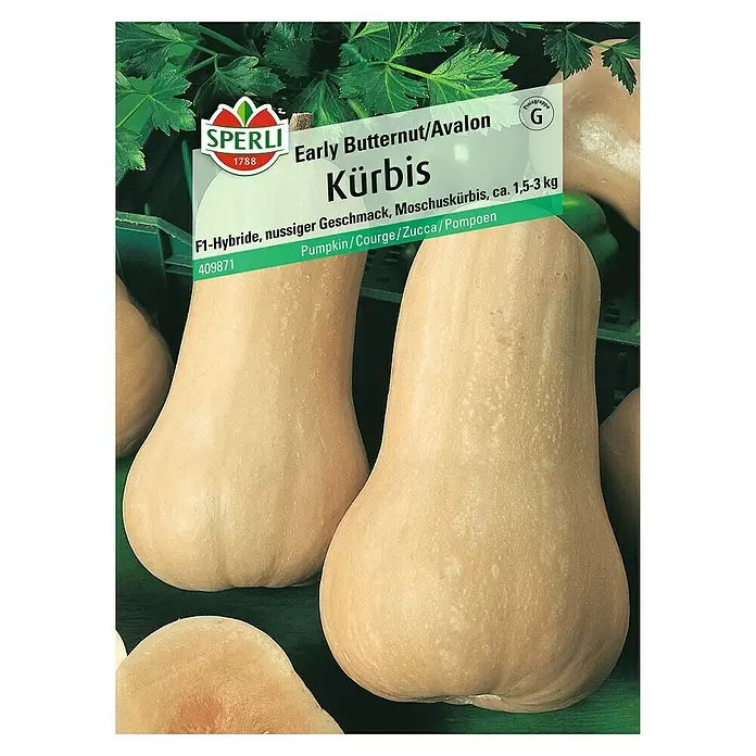 Sperli Gemüsesamen Kürbis - Early Butternut, Cucurbita moschata, Erntezeit: August - Vorderansicht
