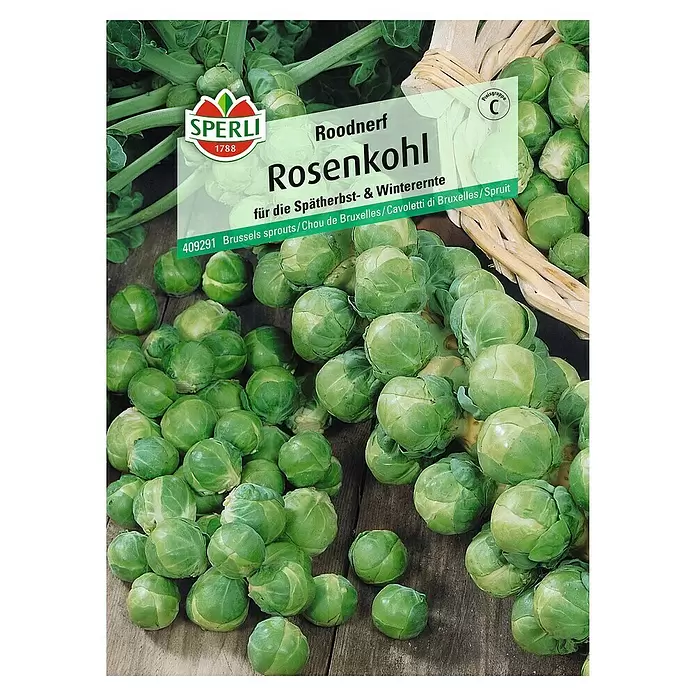 Sperli Gemüsesamen Rosenkohl - Brassica oleracea var. gemmifera, Erntezeit: September - Vorderansicht