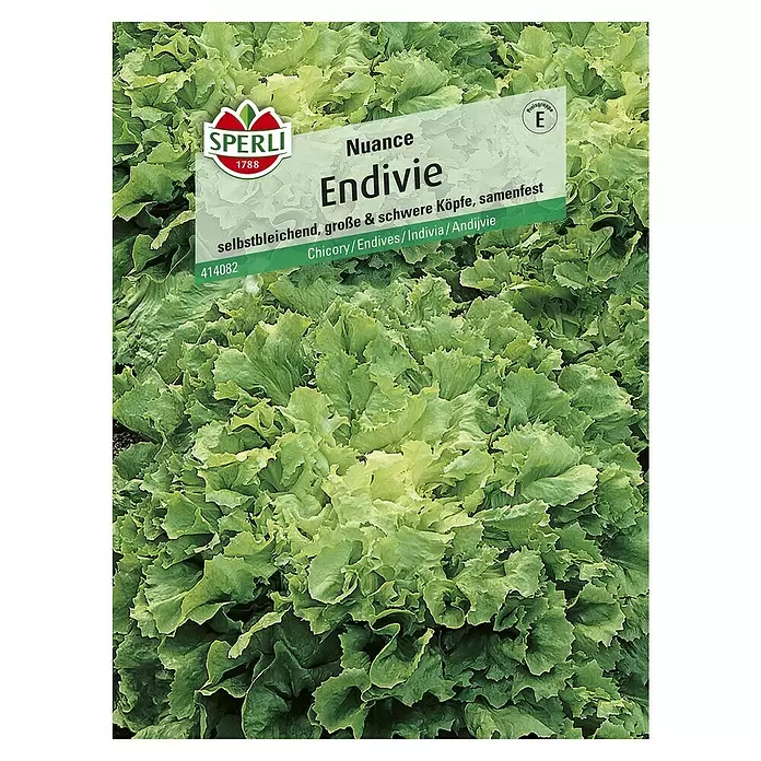 Sperli Salatsamen Endivie - Cichorium endivia, Erntezeit: Mai - Vorderansicht