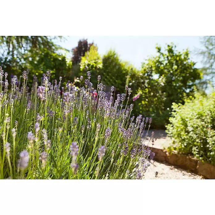 Piardino Lavendel im Zinkeimer - Lavandula angustifolia, Topfgröße: 17 cm, Lila - Stimmungsaufnahme