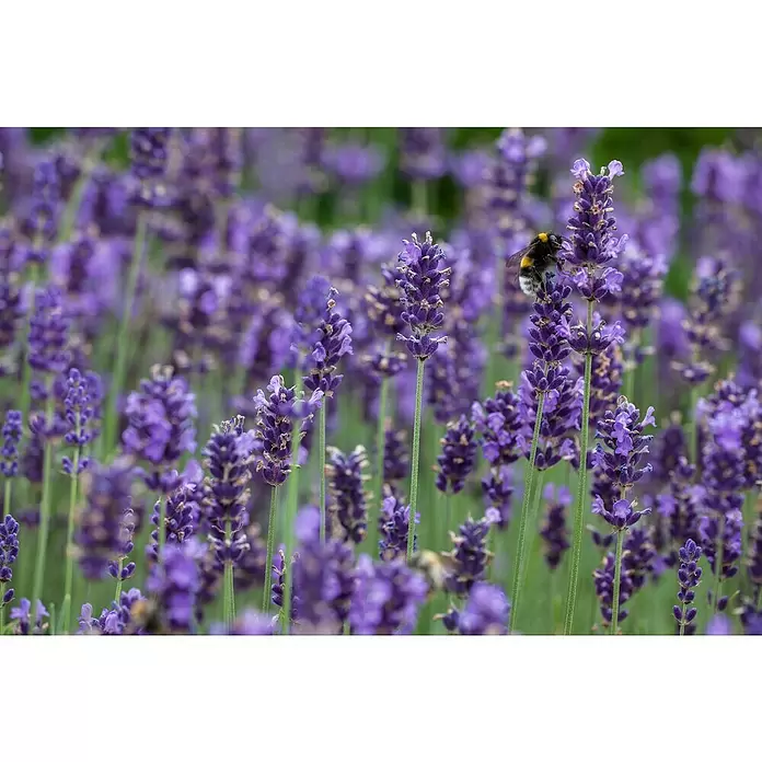 Piardino Lavendel im Zinkeimer - Lavandula angustifolia, Topfgröße: 17 cm, Lila - Stimmungsaufnahme