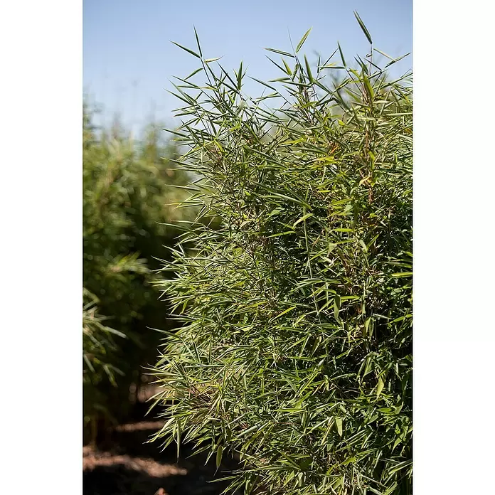 Piardino Bambus - Phyllostachys - Stimmungsaufnahme