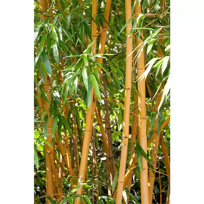 Piardino Bambus - Phyllostachys - Stimmungsaufnahme