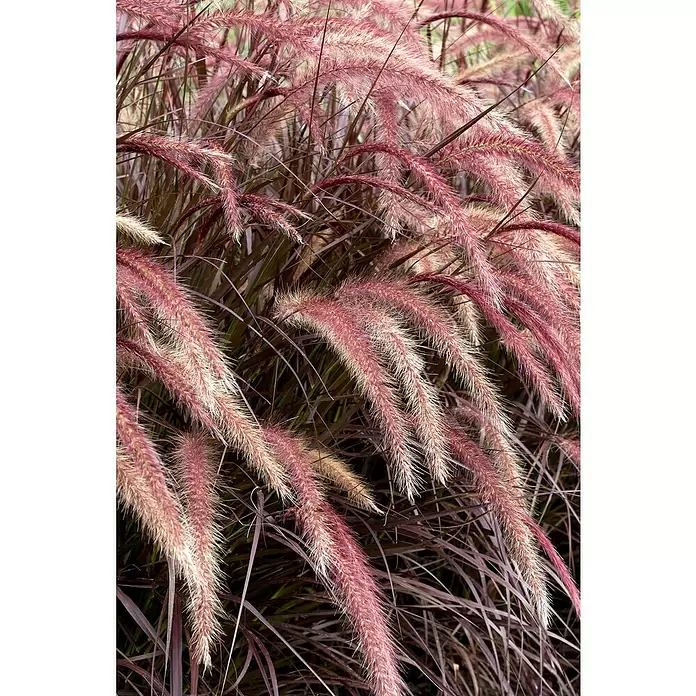 Piardino Federborstengras - Pennisetum advena 'Rubrum', 3 l - Detailaufnahme