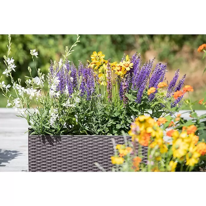 Piardino Pflanzen-Mix - Sommerstauden Trio, Topfgröße: 19 cm, 3 Stk. - Stimmungsaufnahme
