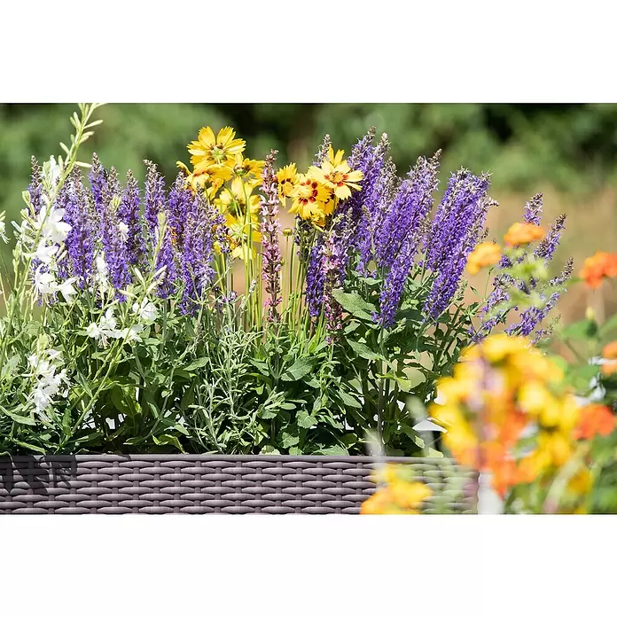 Piardino Pflanzen-Mix - Sommerstauden Trio, Topfgröße: 19 cm, 3 Stk. - Stimmungsaufnahme