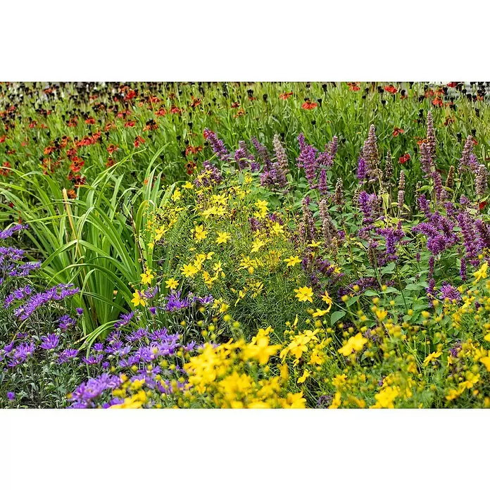 Piardino Pflanzen-Mix - Sommerstauden Trio, Topfgröße: 19 cm, 3 Stk. - Stimmungsaufnahme