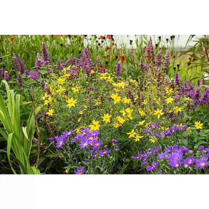 Piardino Pflanzen-Mix - Sommerstauden Trio, Topfgröße: 19 cm, 3 Stk. - Stimmungsaufnahme