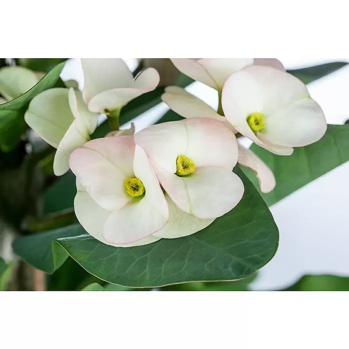 Piardino Christusdorn - Euphorbia milii, Topfgröße: 10 cm, in Sorten - Detailaufnahme