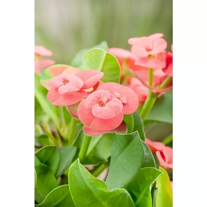 Piardino Christusdorn - Euphorbia milii, Topfgröße: 10 cm, in Sorten - Stimmungsaufnahme