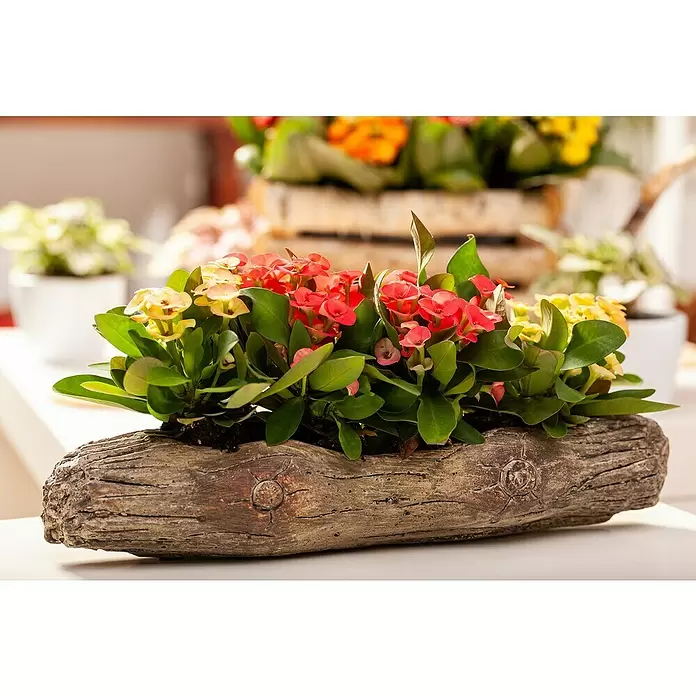 Piardino Christusdorn - Euphorbia milii, Topfgröße: 10 cm, in Sorten - Stimmungsaufnahme