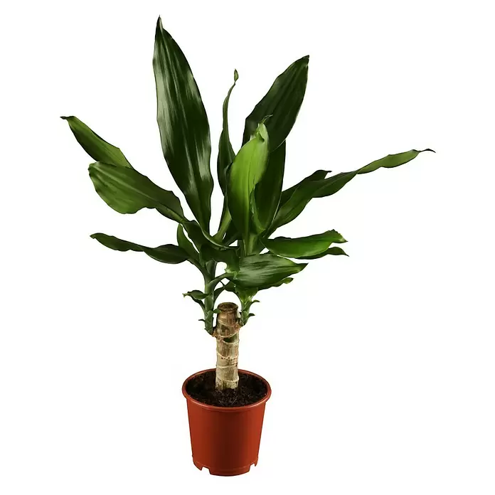 Piardino Drácena marginata - Dracaena marginata, Tamaño de maceta: 24 cm, Verde - Vista frontal
