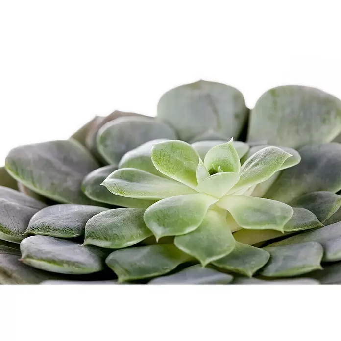Piardino Echeverie - Echeveria, Topfgröße: 6 cm, Mittelgrün/Grau-Grün - Detailaufnahme