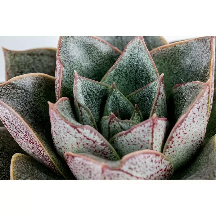 Piardino Echeverie - Echeveria, Topfgröße: 6 cm, Mittelgrün/Grau-Grün - Detailaufnahme