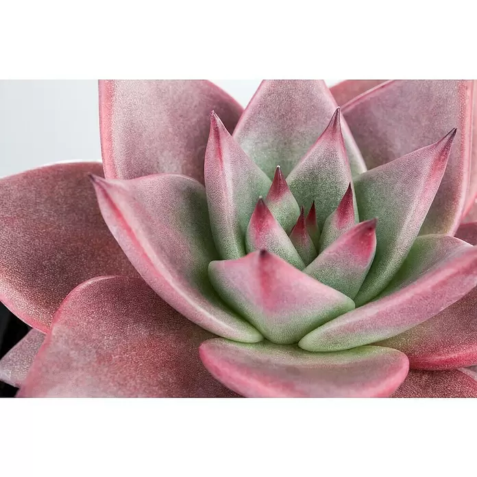 Piardino Echeverie - Echeveria, Topfgröße: 6 cm, Mittelgrün/Grau-Grün - Detailaufnahme