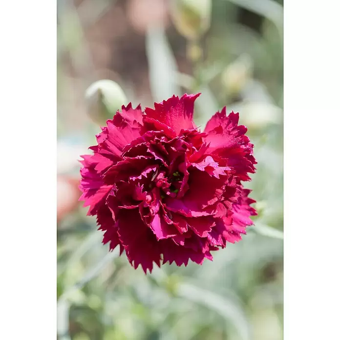 Piardino Clavel - Dianthus caryophyllus, Tamaño de maceta: 11 cm, En función de la variedad - Foto ambiente